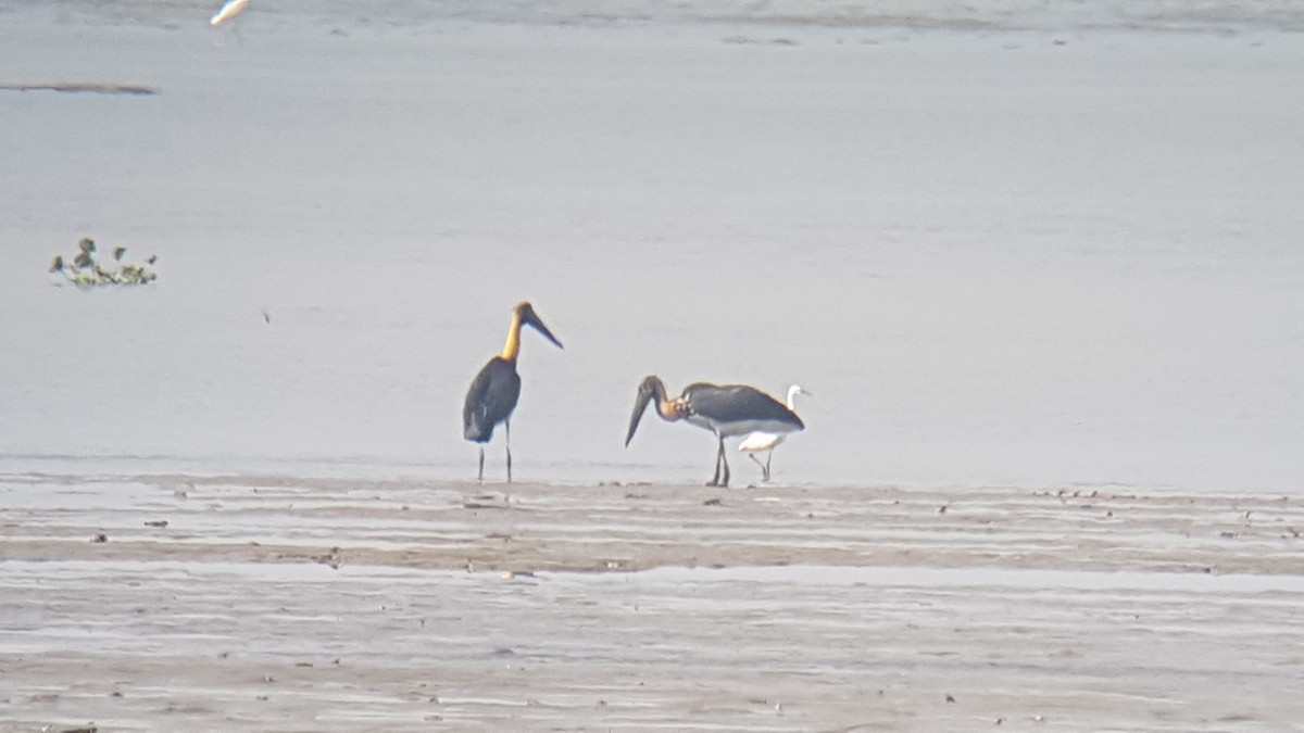 Lesser Adjutant - ML195336911