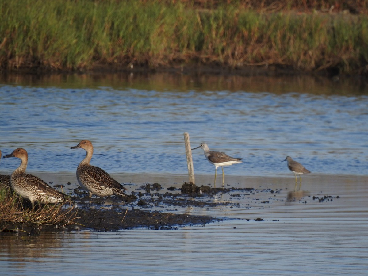 Common Greenshank - ML195339441