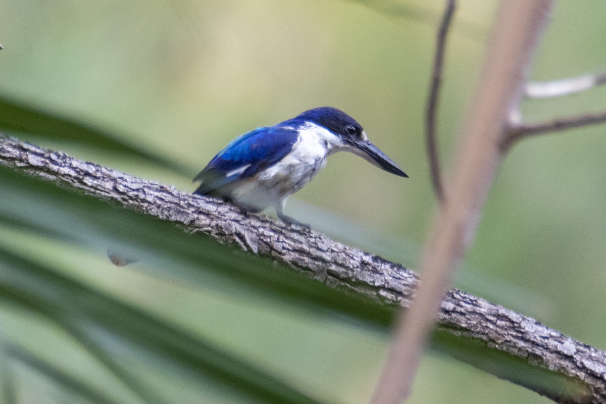 Forest Kingfisher - ML195341001