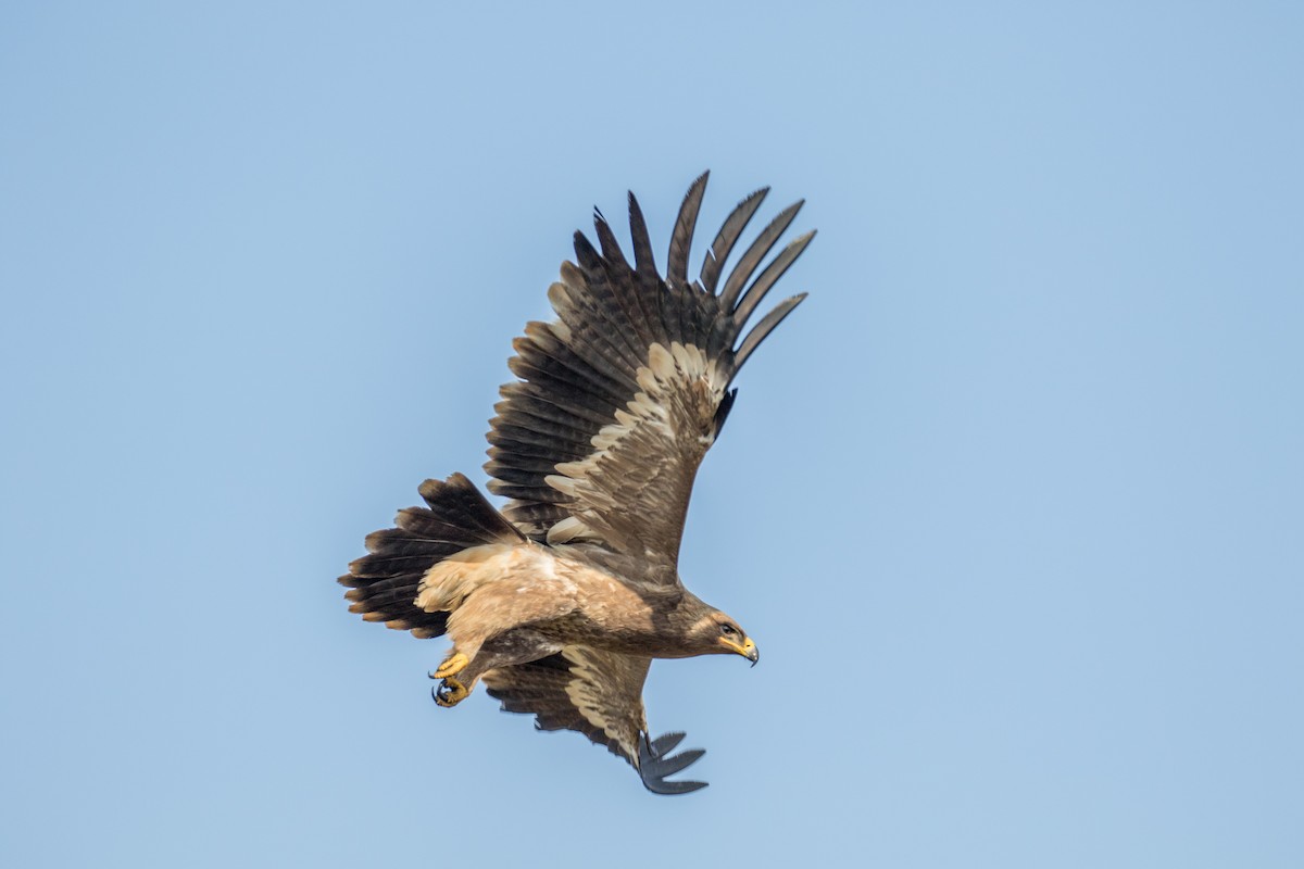 Steppe Eagle - William Hearn