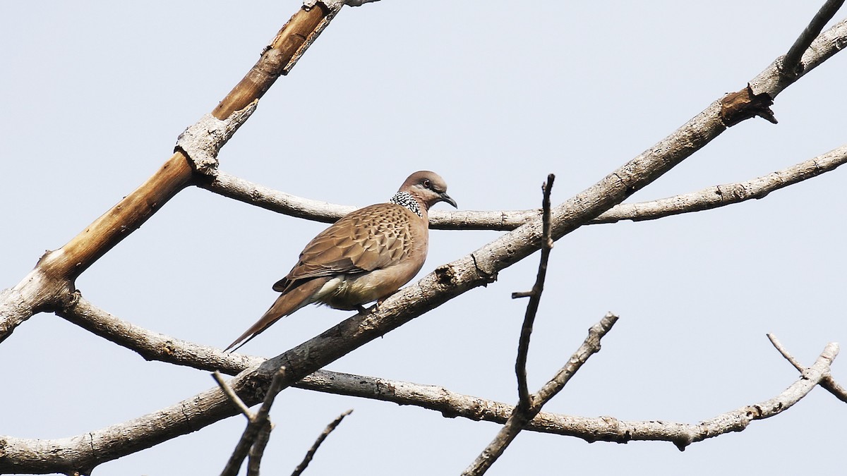 perlekragedue - ML195342711