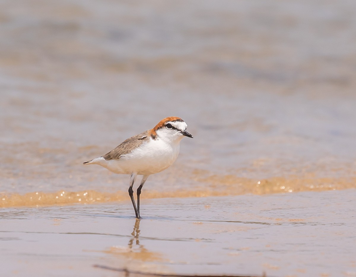 Red-capped Plover - Louise Summerhayes