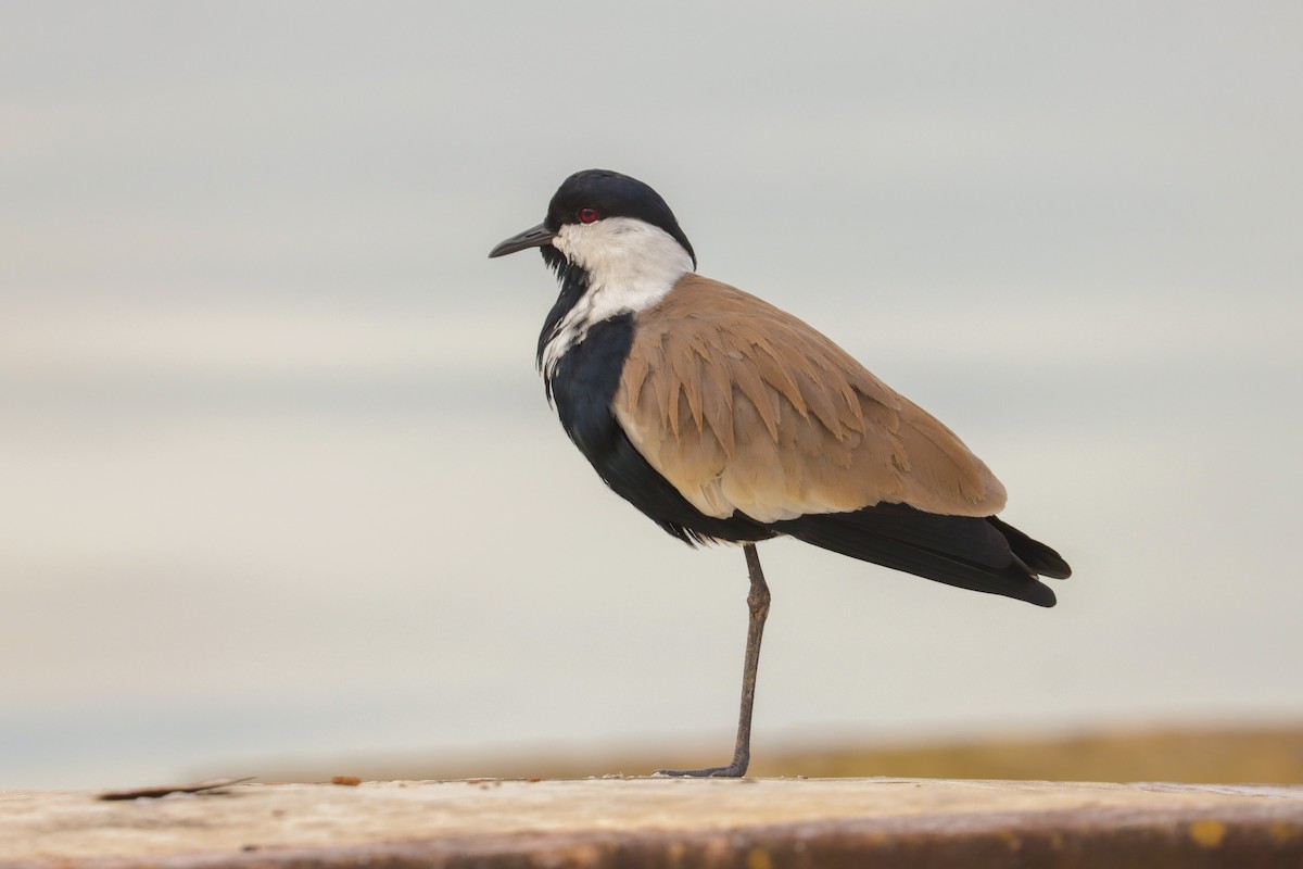 Spur-winged Lapwing - ML195344121