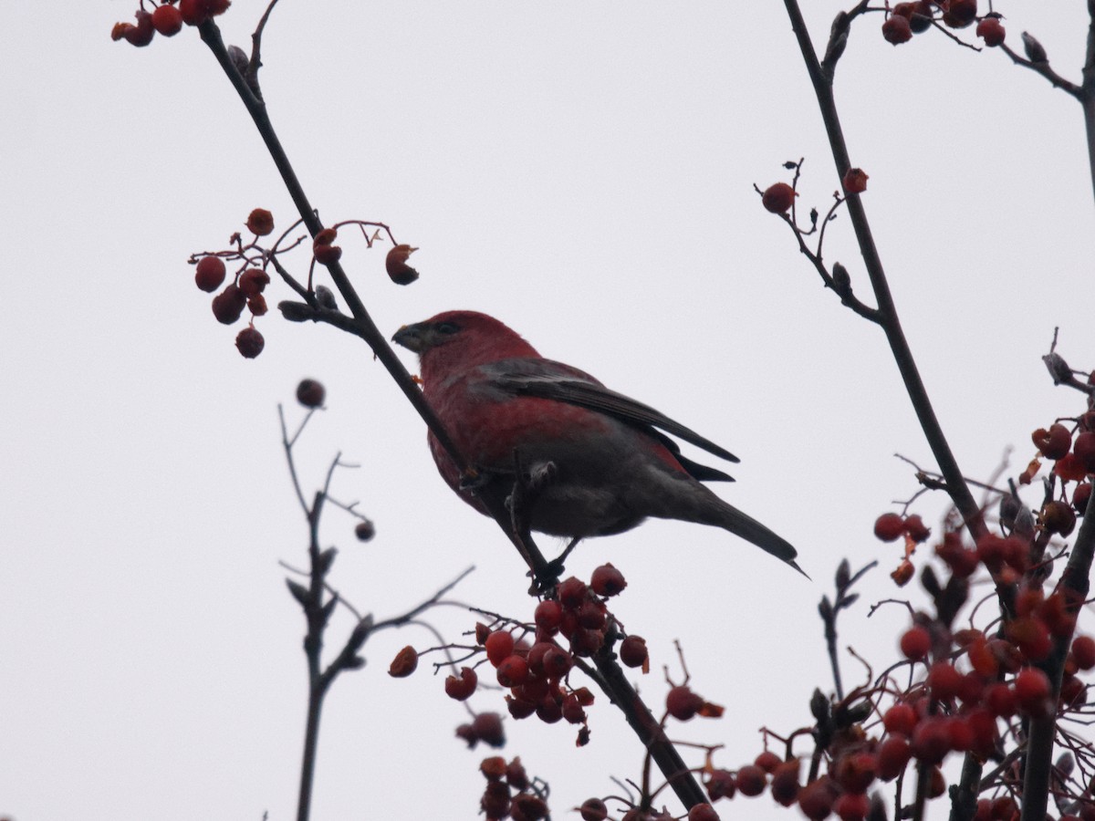 Pine Grosbeak - ML195344381