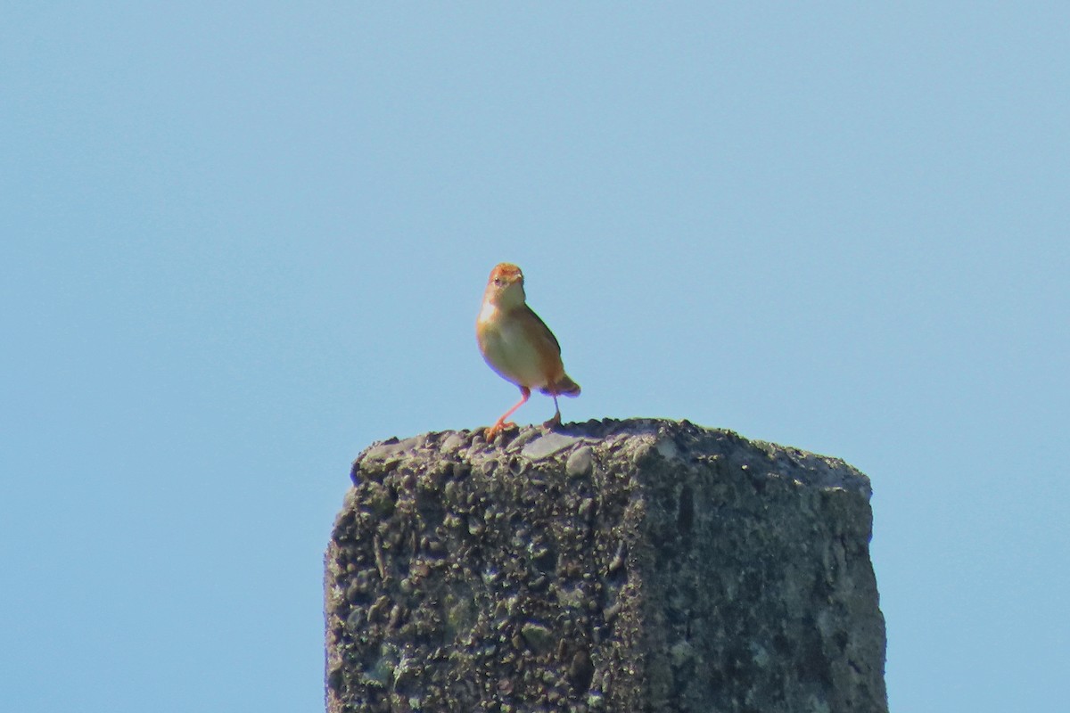 Golden-headed Cisticola - ML195344891