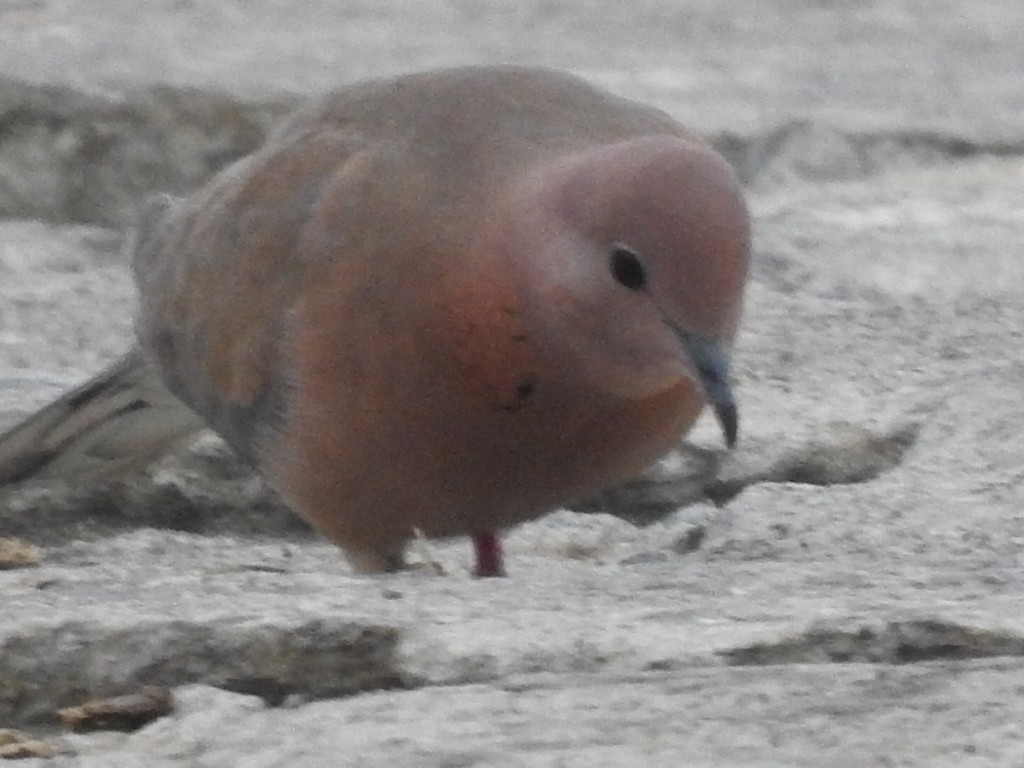 Laughing Dove - ML195345501