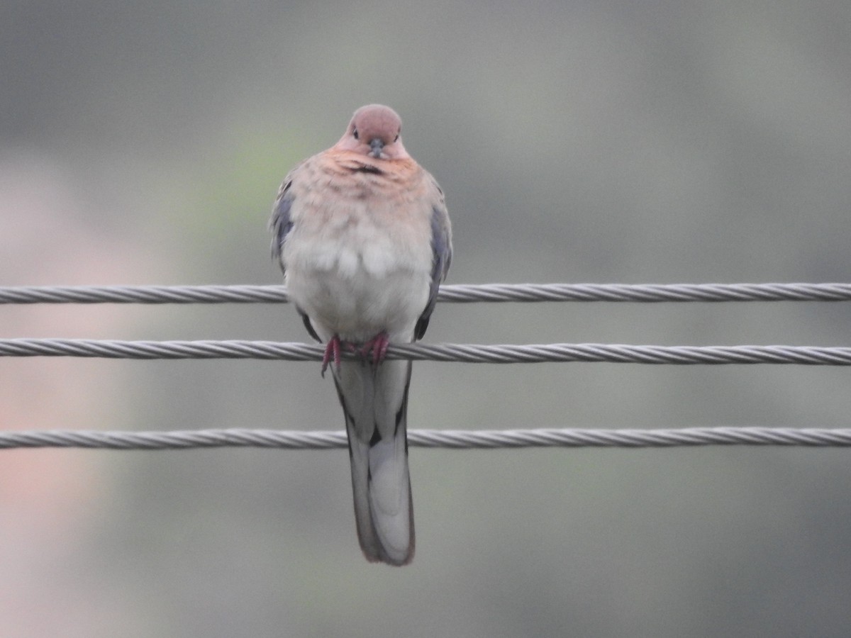 Laughing Dove - ML195345561