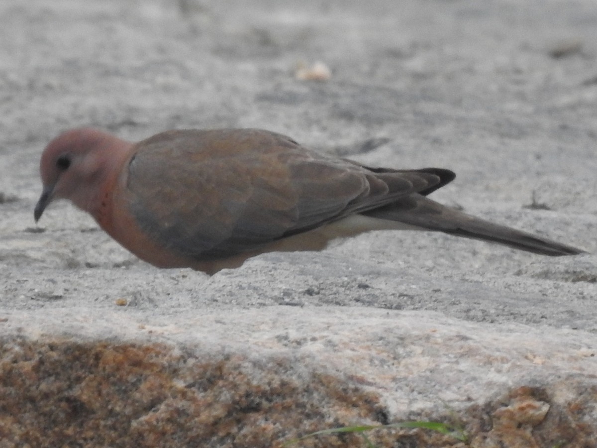 Laughing Dove - ML195345861