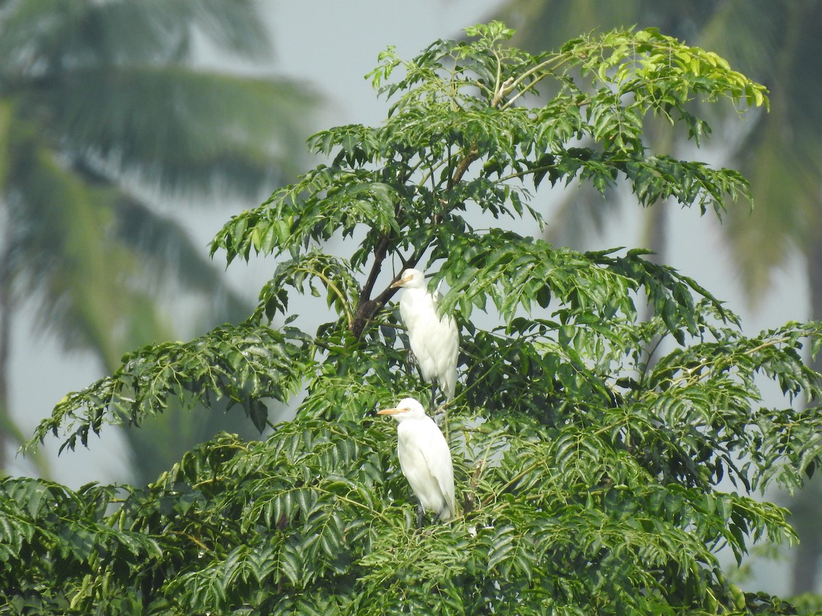 Eastern Cattle Egret - ML195346571