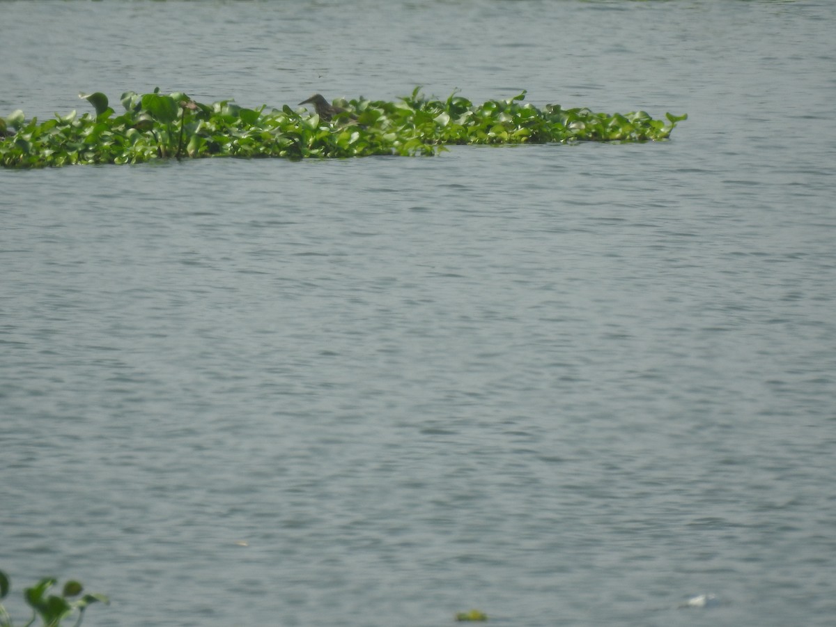 Indian Pond-Heron - ML195346581