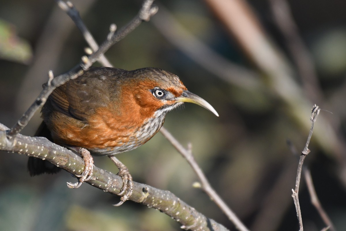 Rusty-cheeked Scimitar-Babbler - ML195346651