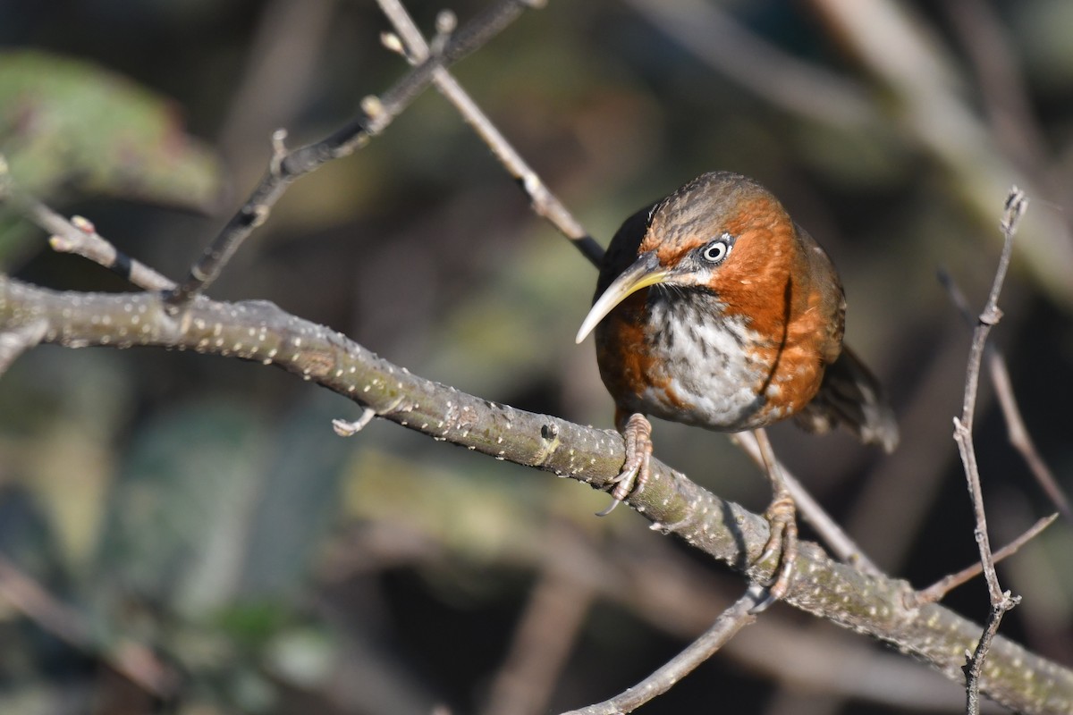 Rusty-cheeked Scimitar-Babbler - ML195346661