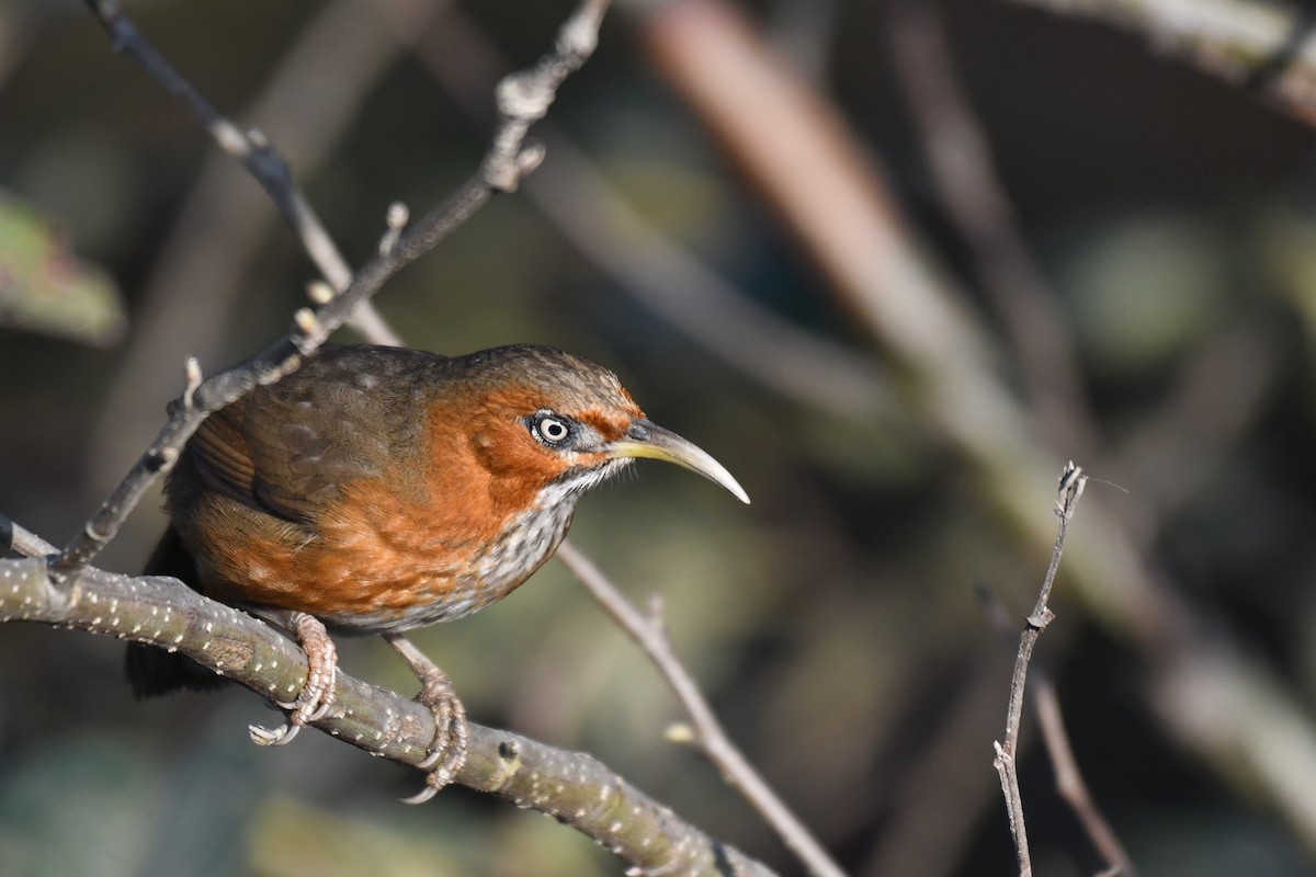 Rusty-cheeked Scimitar-Babbler - ML195346671