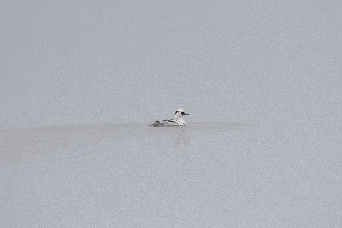 Smew - ML195347471