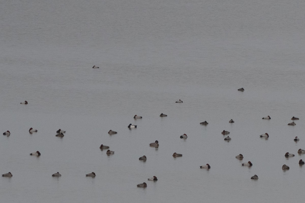 Common Pochard - ML195347511