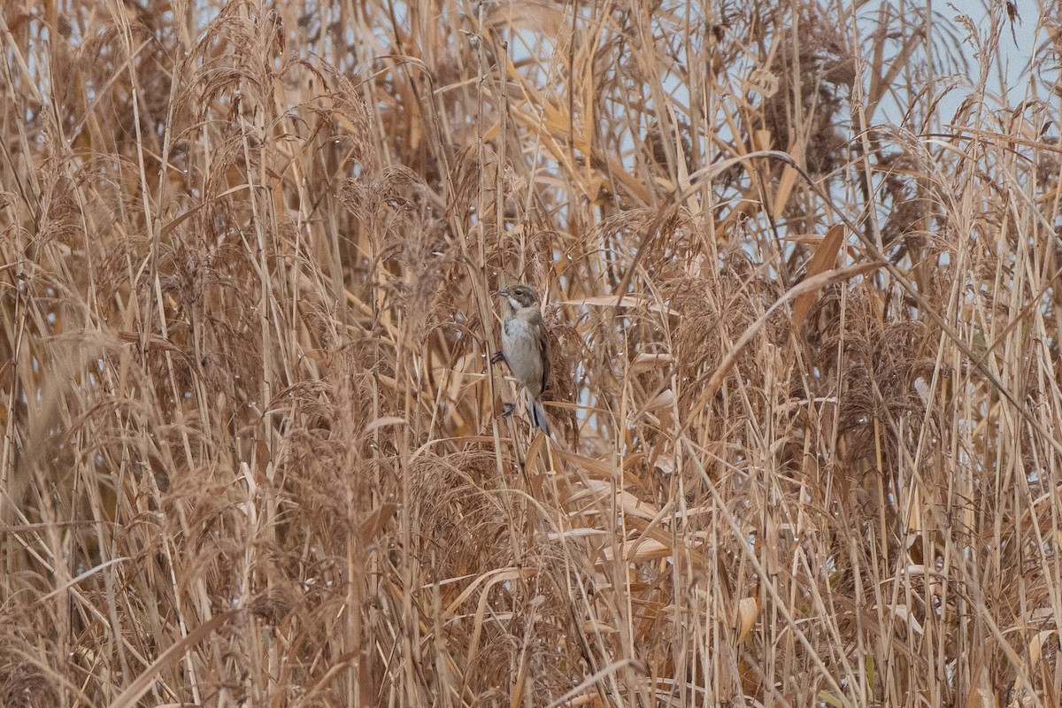 Reed Bunting - ML195347581