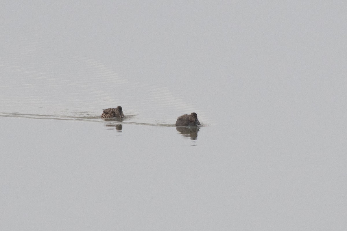 Gadwall - ML195347631