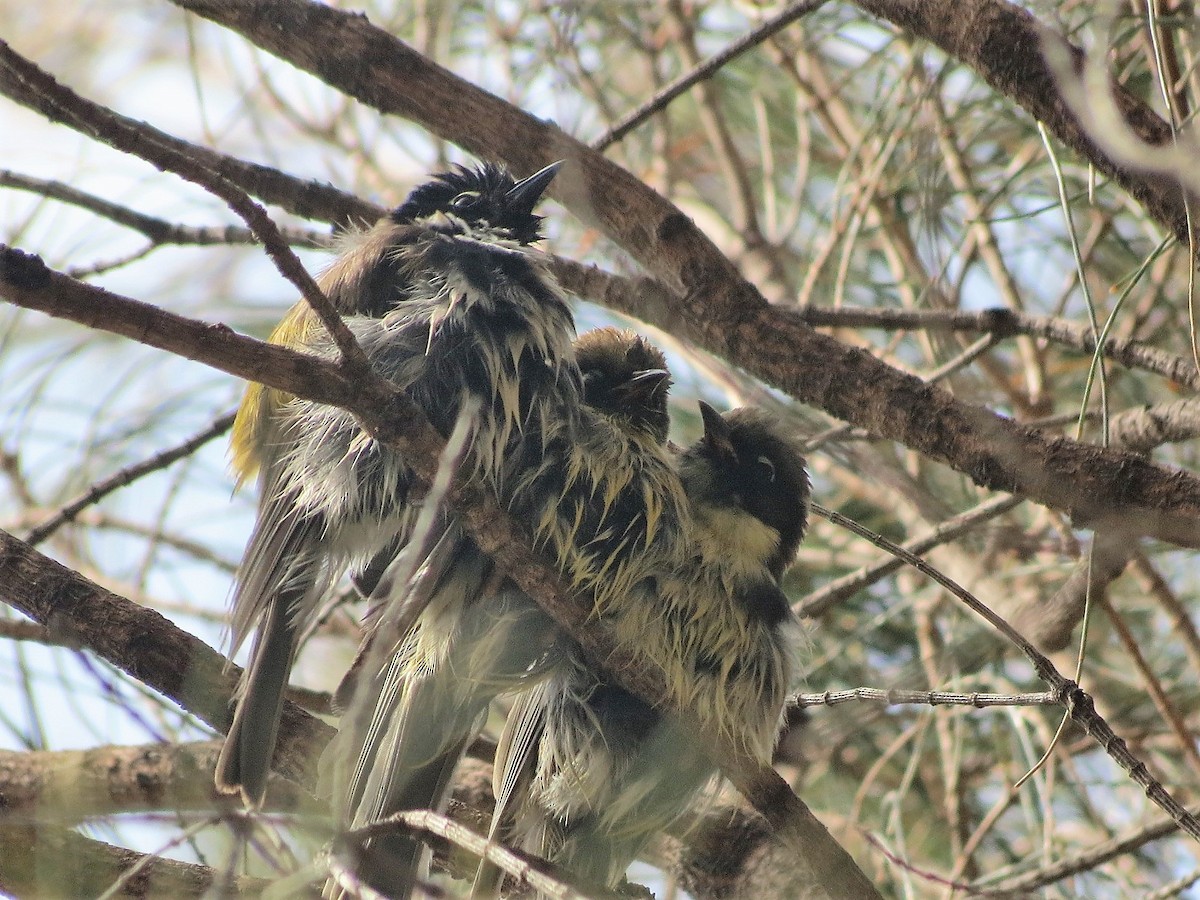 Black-headed Honeyeater - Ash Allnutt