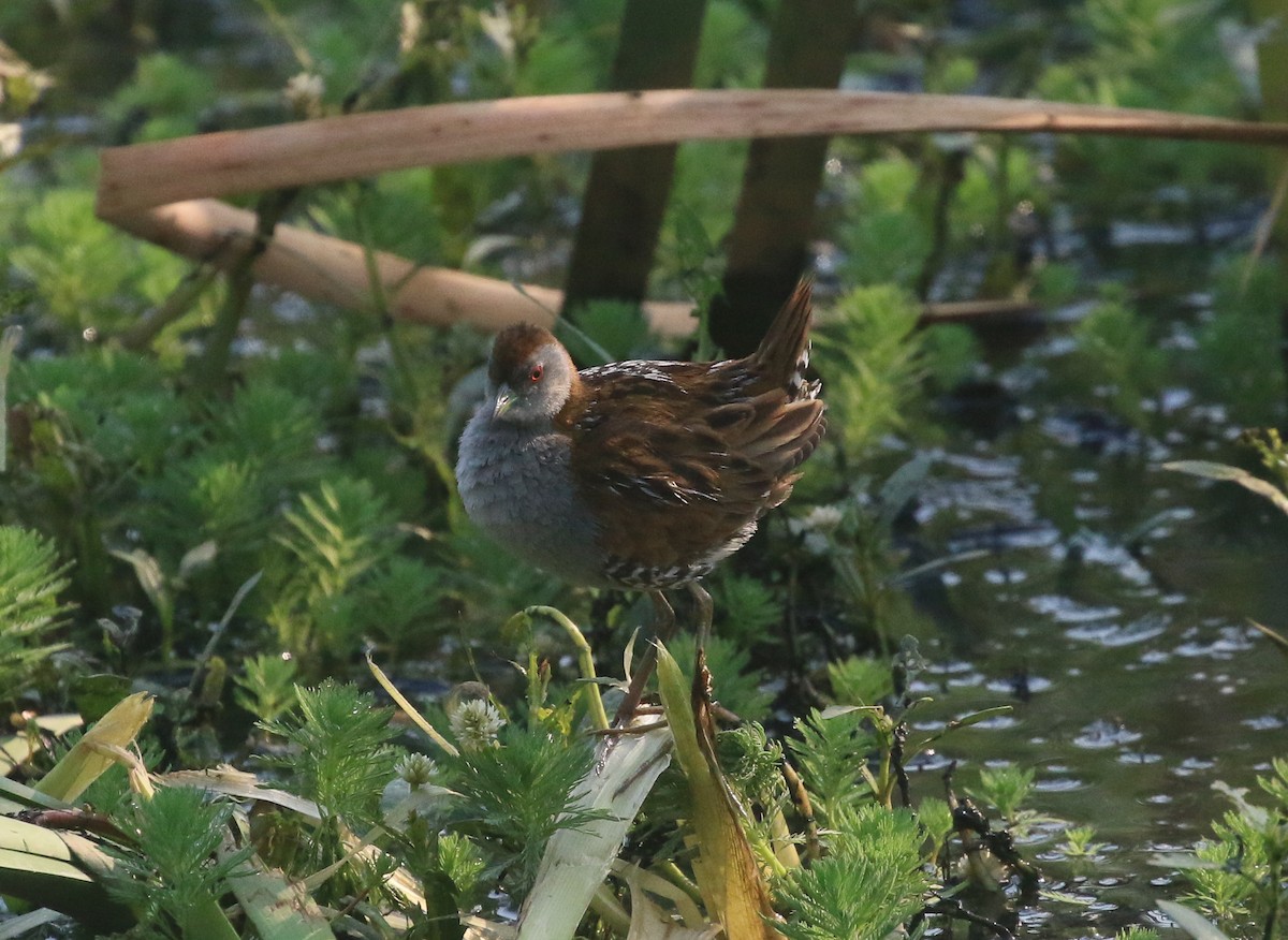 Zwergsumpfhuhn - ML195349911