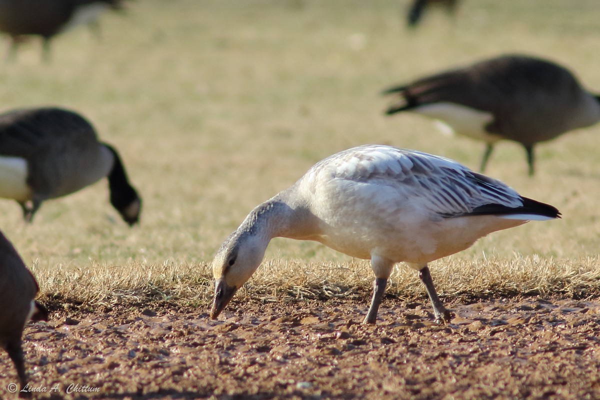 Snow Goose - ML195350891