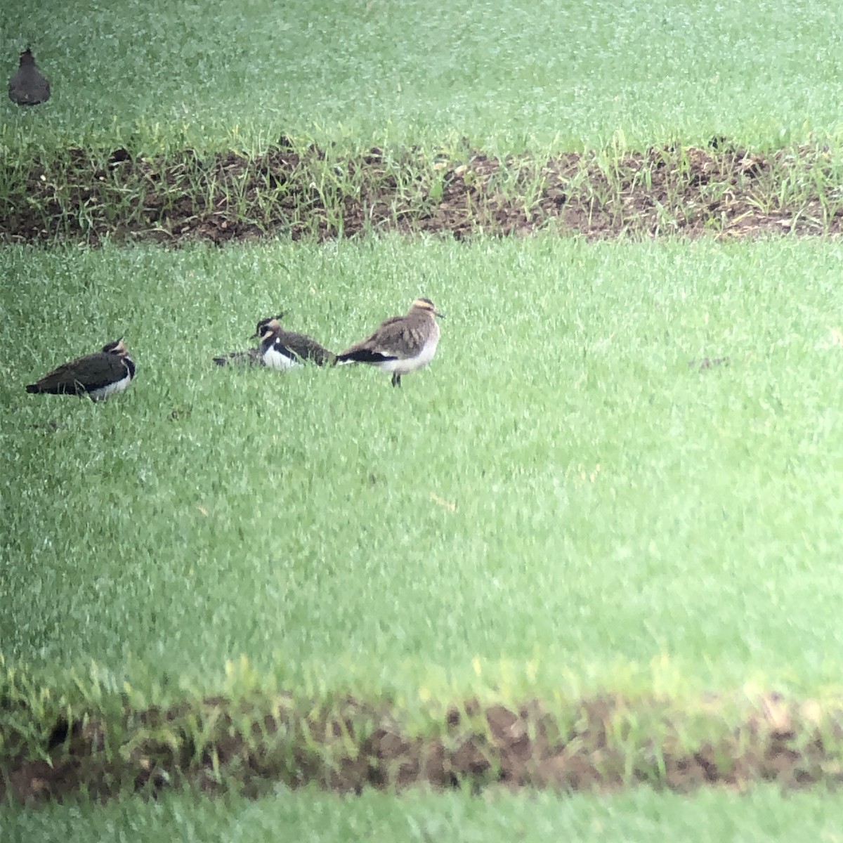 Sociable Lapwing - ML195354381