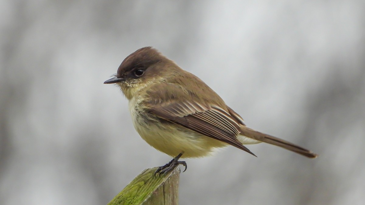 Eastern Phoebe - David Hebert