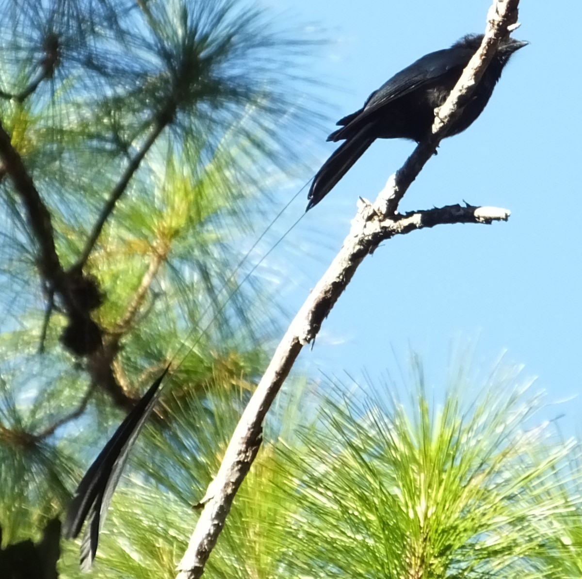 Lesser Racket-tailed Drongo - ML195356481