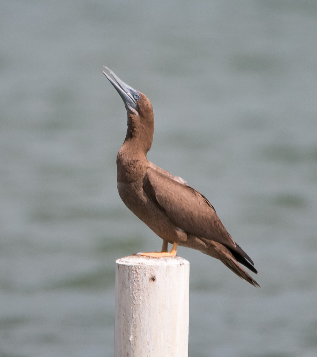 Brown Booby - Isaias Morataya