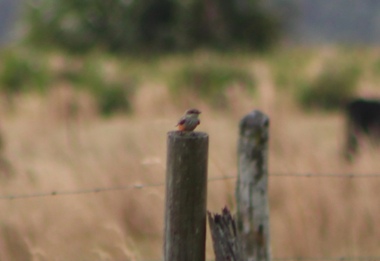 Vermilion Flycatcher - Derek LaFlamme