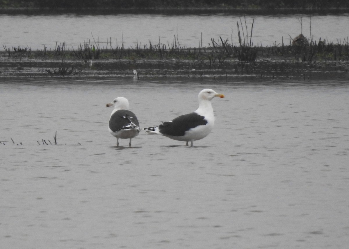 Great Black-backed Gull - ML195358301