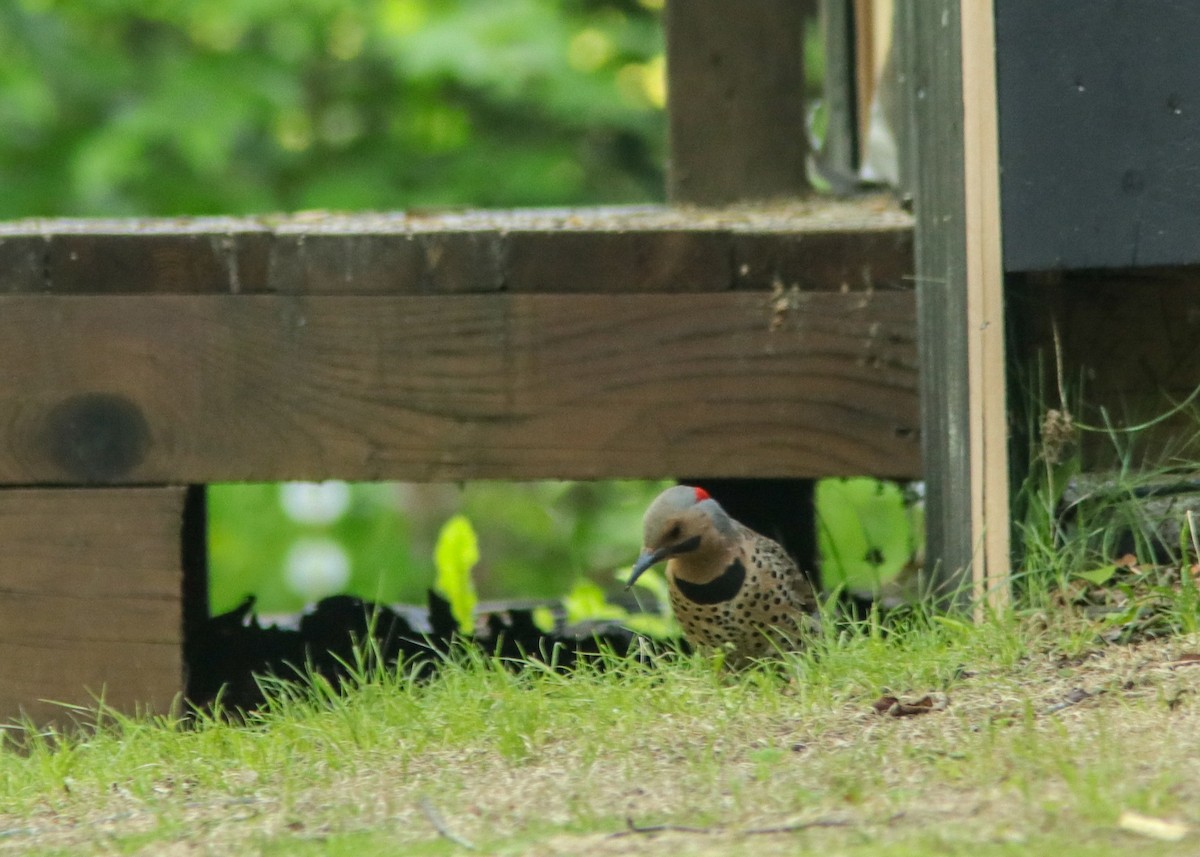 Northern Flicker - ML195358431