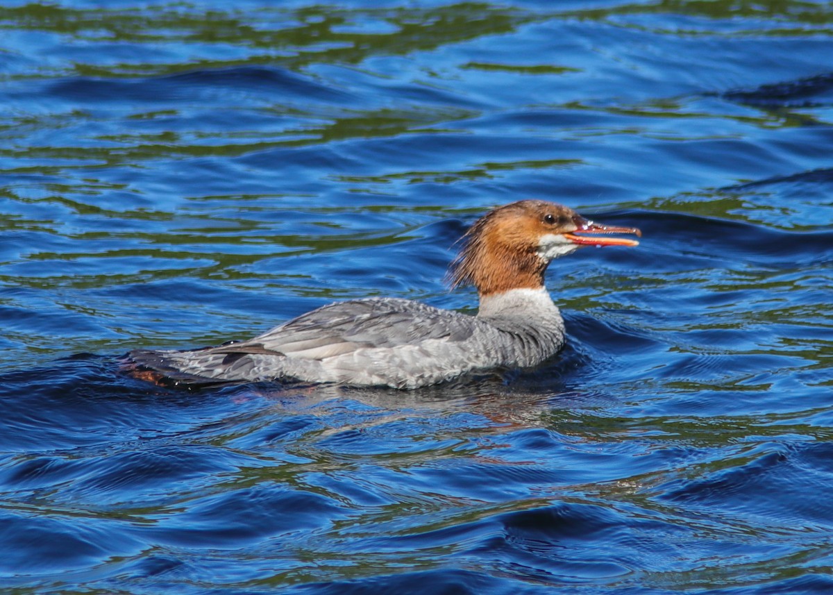 Common Merganser - Marc Boisvert