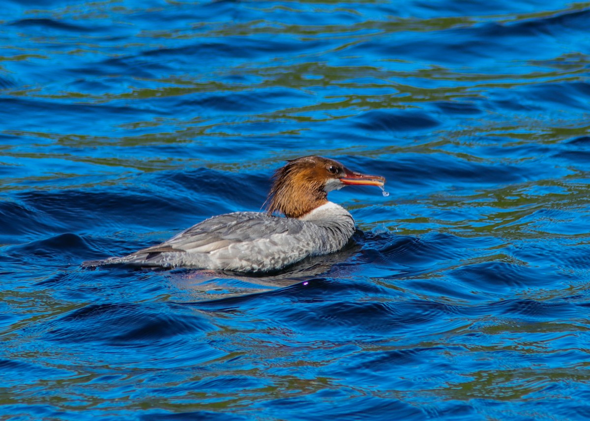 Common Merganser - ML195358601