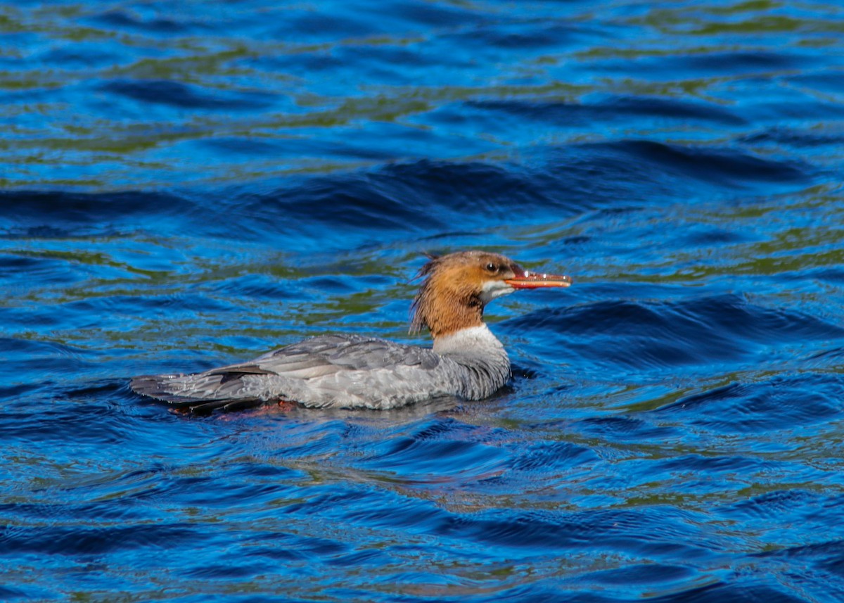 Common Merganser - ML195358611