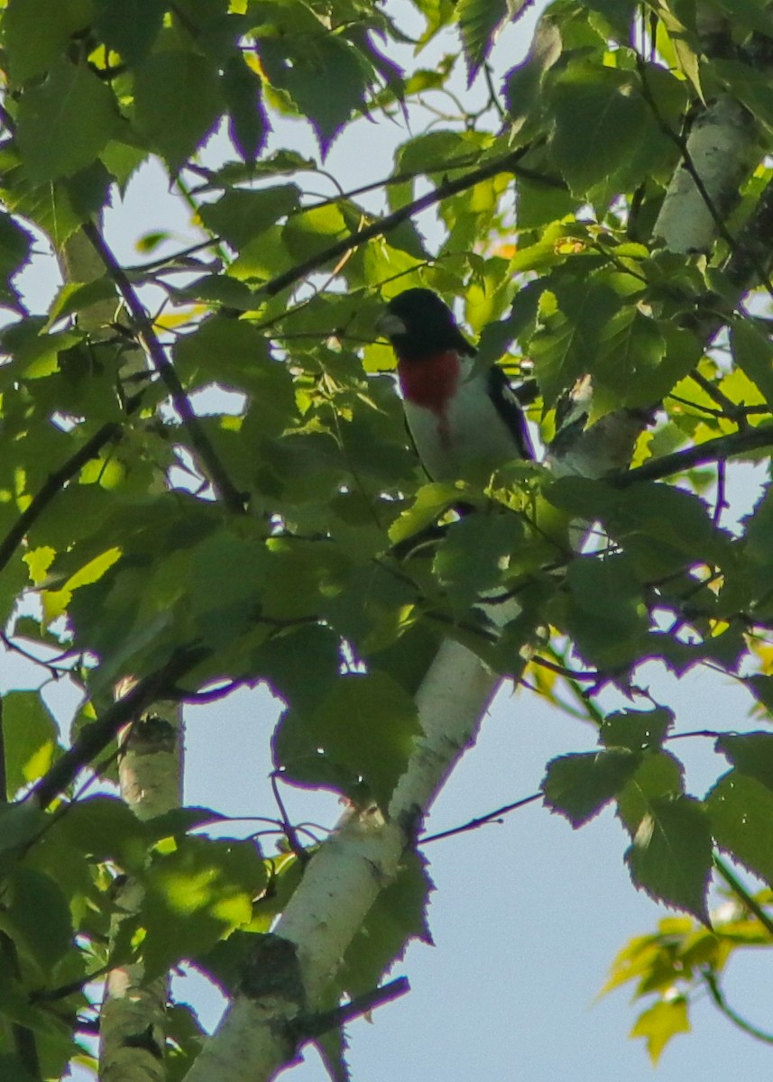 Rose-breasted Grosbeak - ML195358971