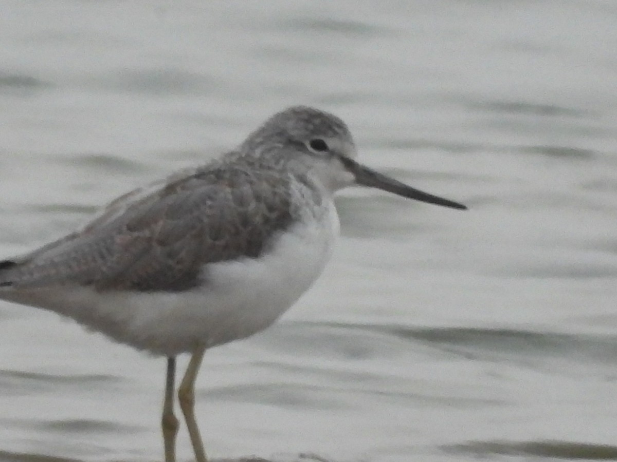 Common Greenshank - ML195359291