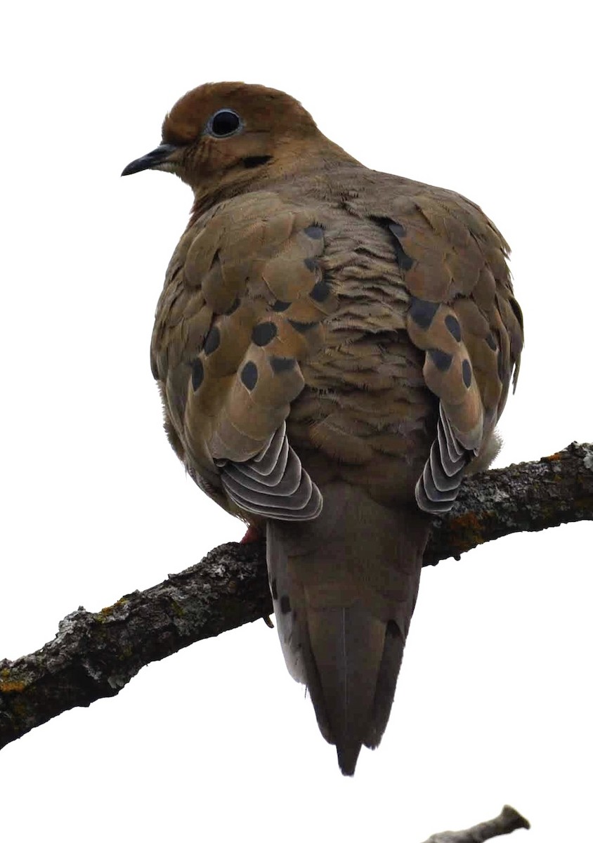 Mourning Dove - ML195360831