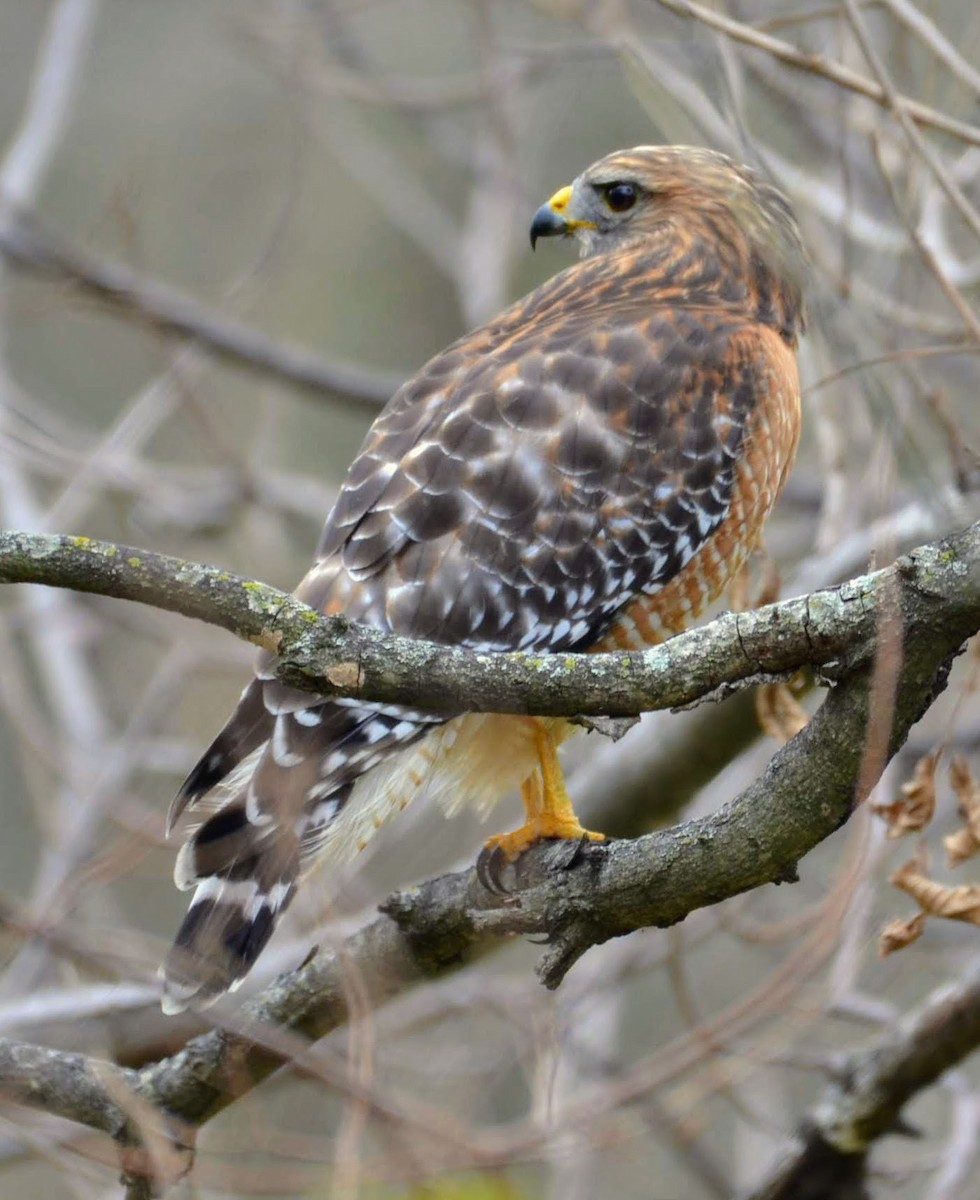 Red-shouldered Hawk - ML195360921