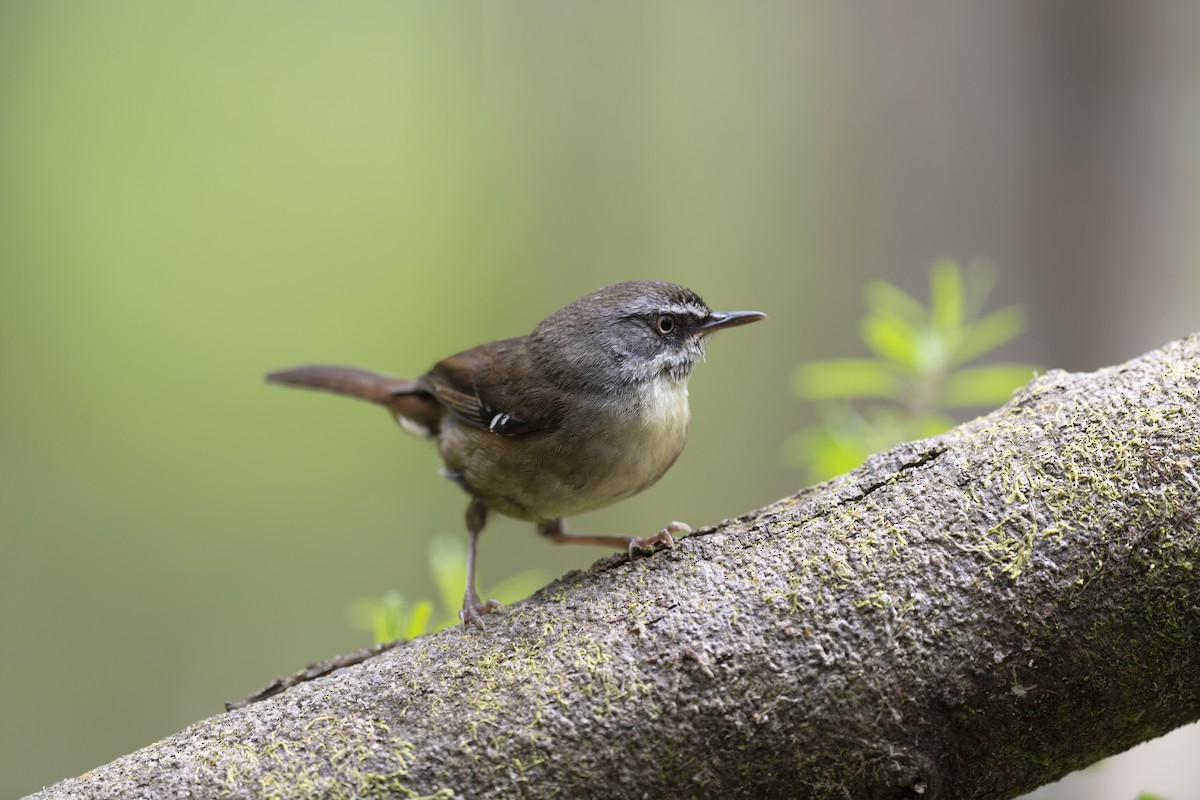 White-browed Scrubwren (White-browed) - ML195361601
