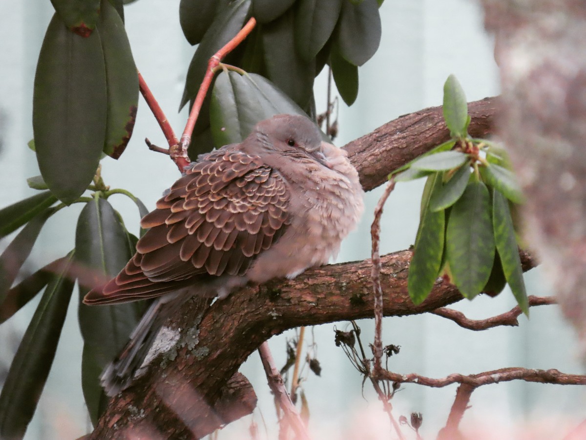 Oriental Turtle-Dove - ML195362631