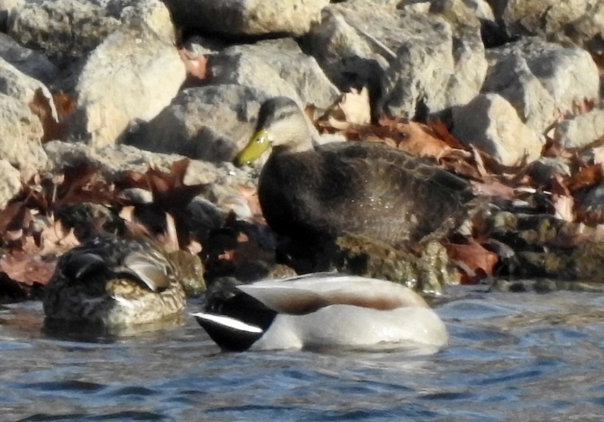 American Black Duck - ML195363341