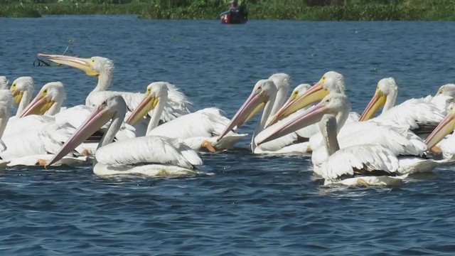 American White Pelican - ML195364771