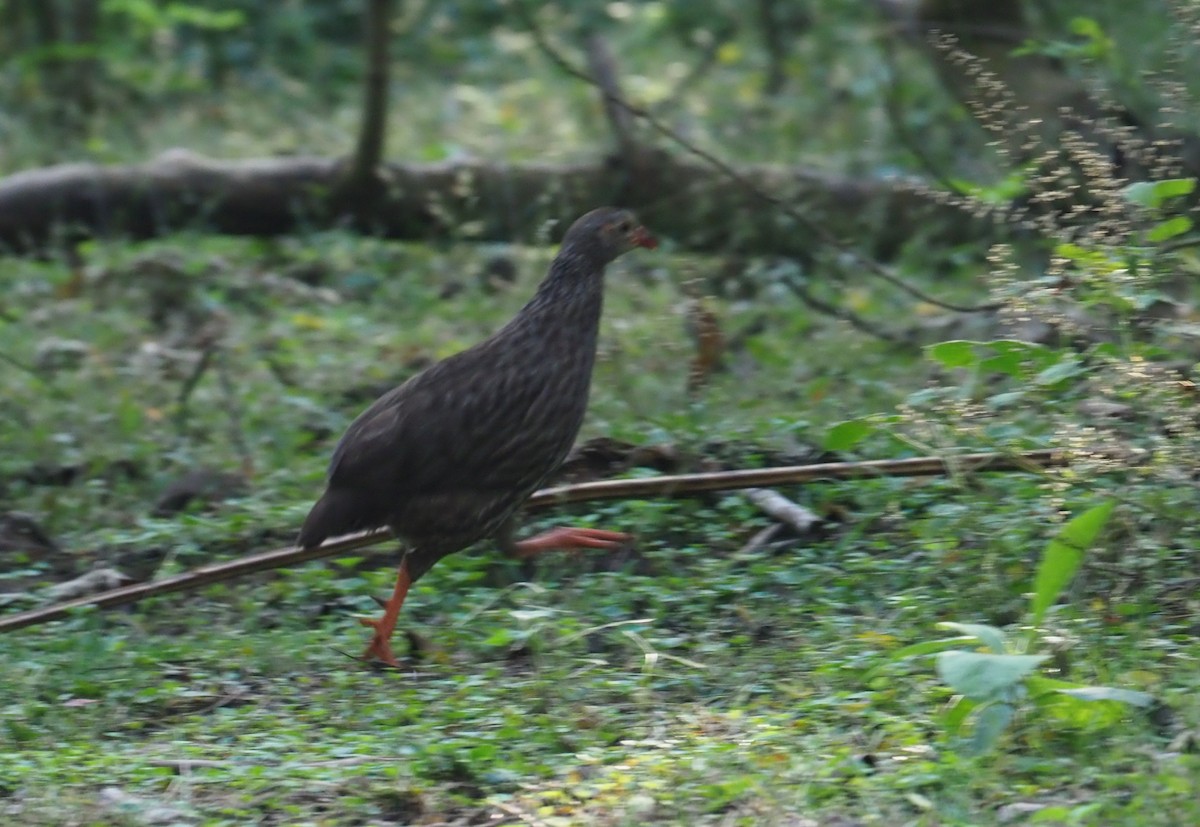 Scaly Spurfowl - Stephan Lorenz