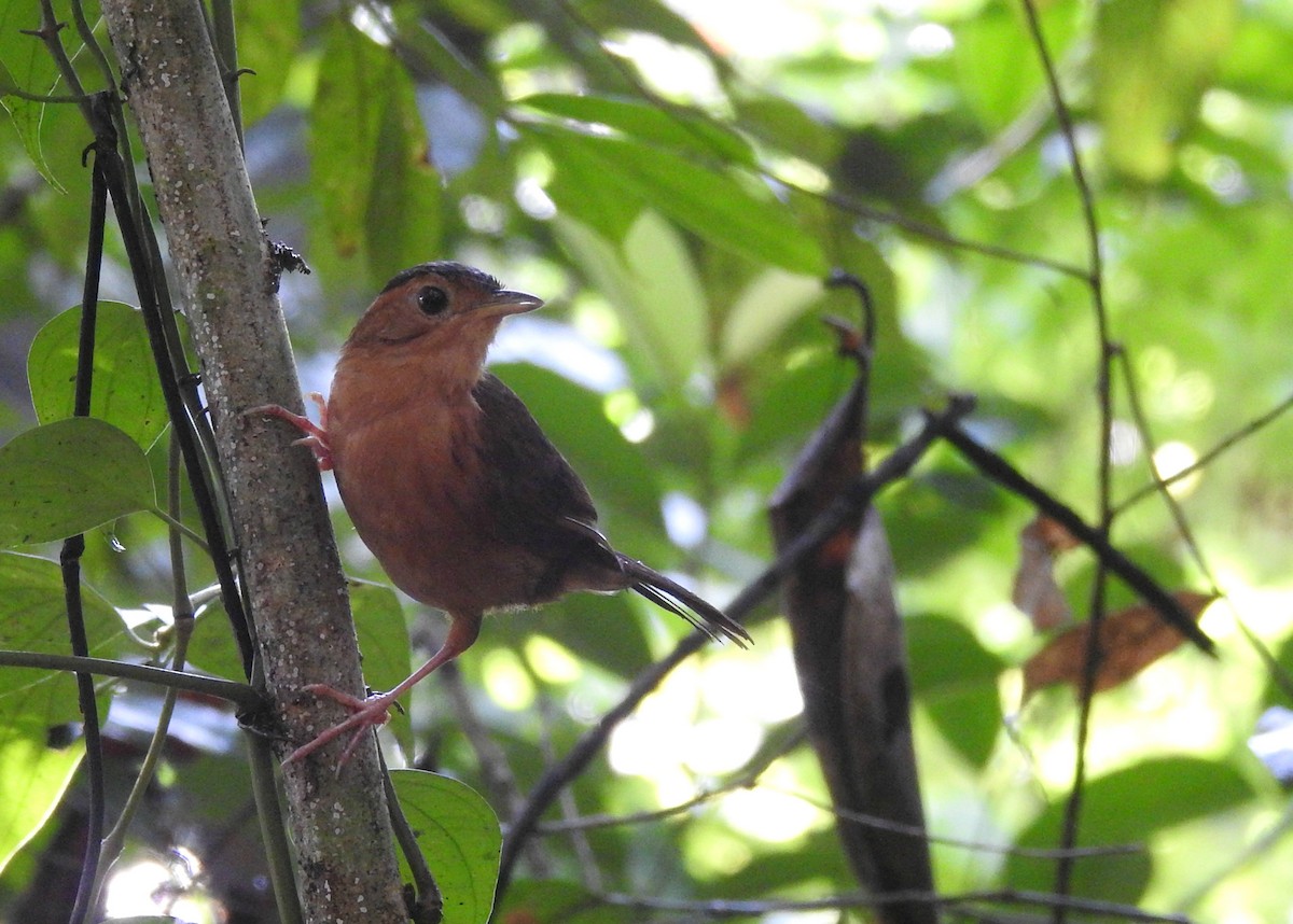 Brown-capped Babbler - Nimali Digo & Thilanka Edirisinghe