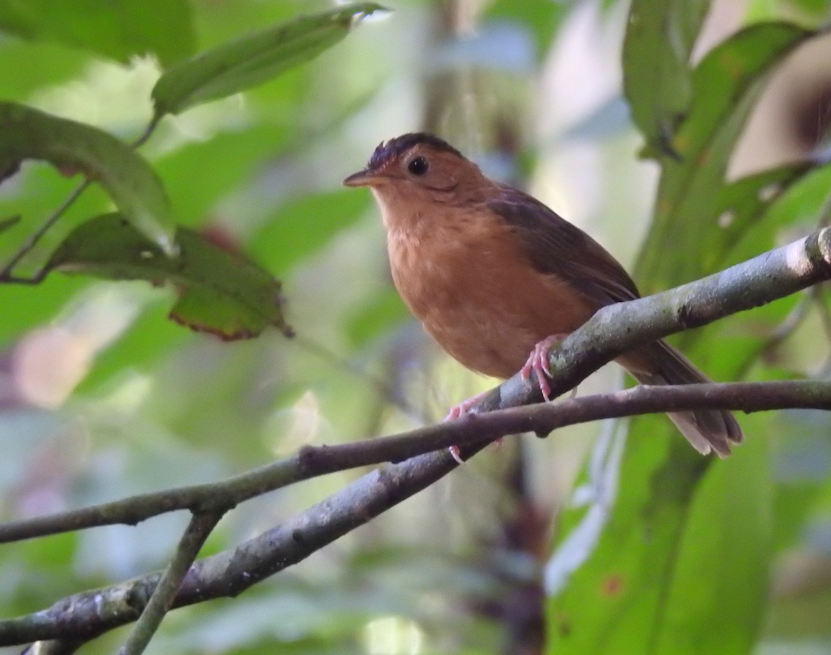 Brown-capped Babbler - Nimali Digo & Thilanka Edirisinghe