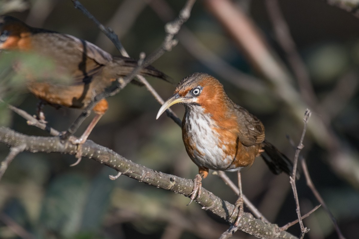 Rusty-cheeked Scimitar-Babbler - Ian Hearn