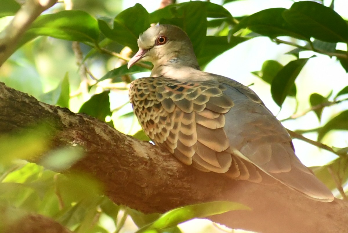 Oriental Turtle-Dove - Sreehari forestry