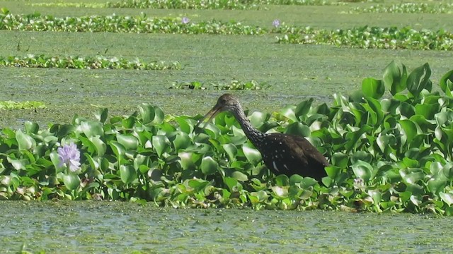 Limpkin - ML195367261