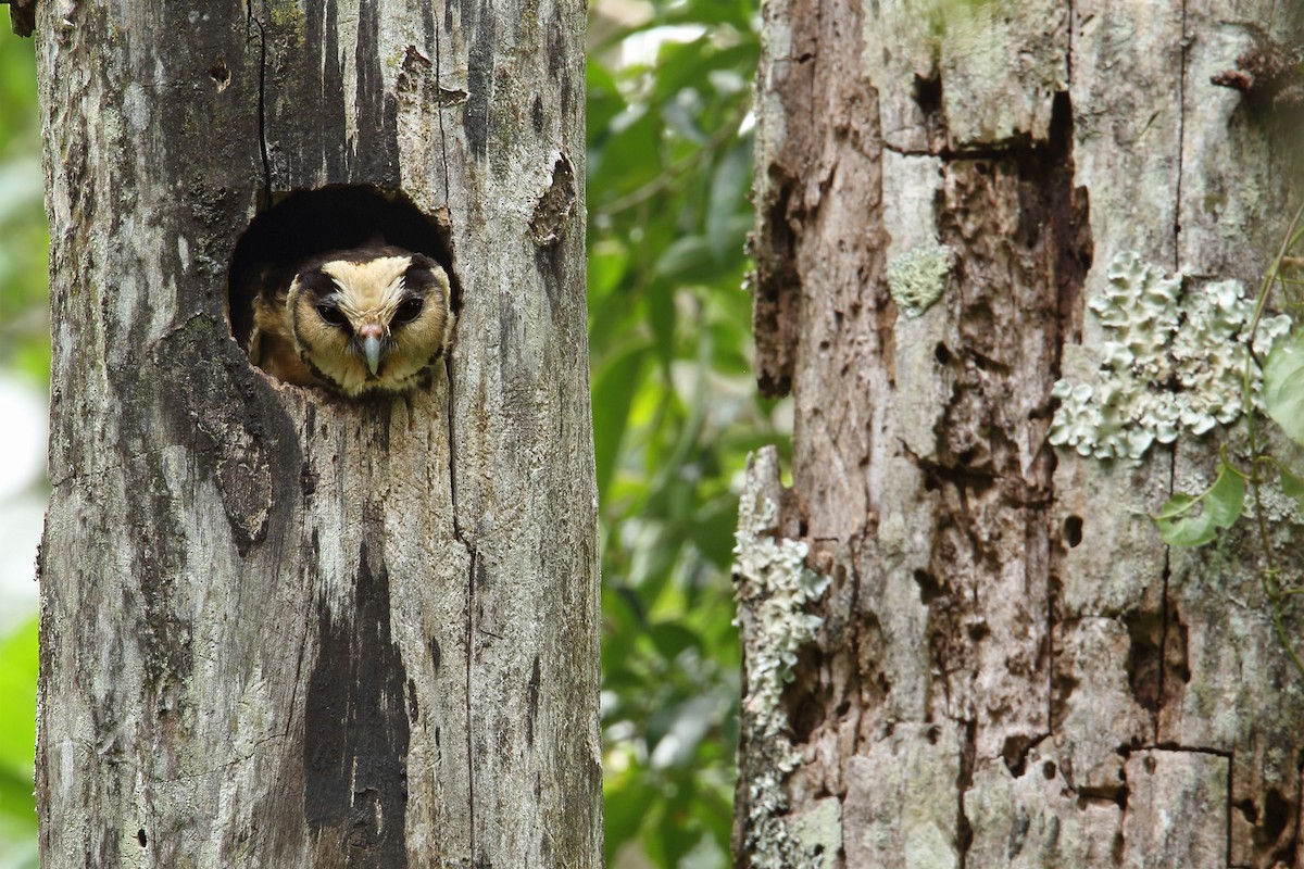 Buff-fronted Owl - ML195367971