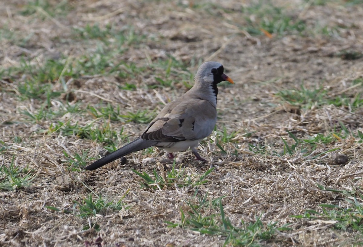 Namaqua Dove - ML195368021